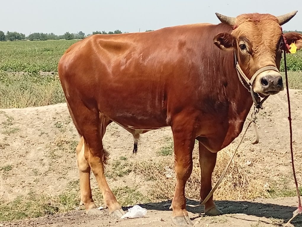 28 000 000 сум