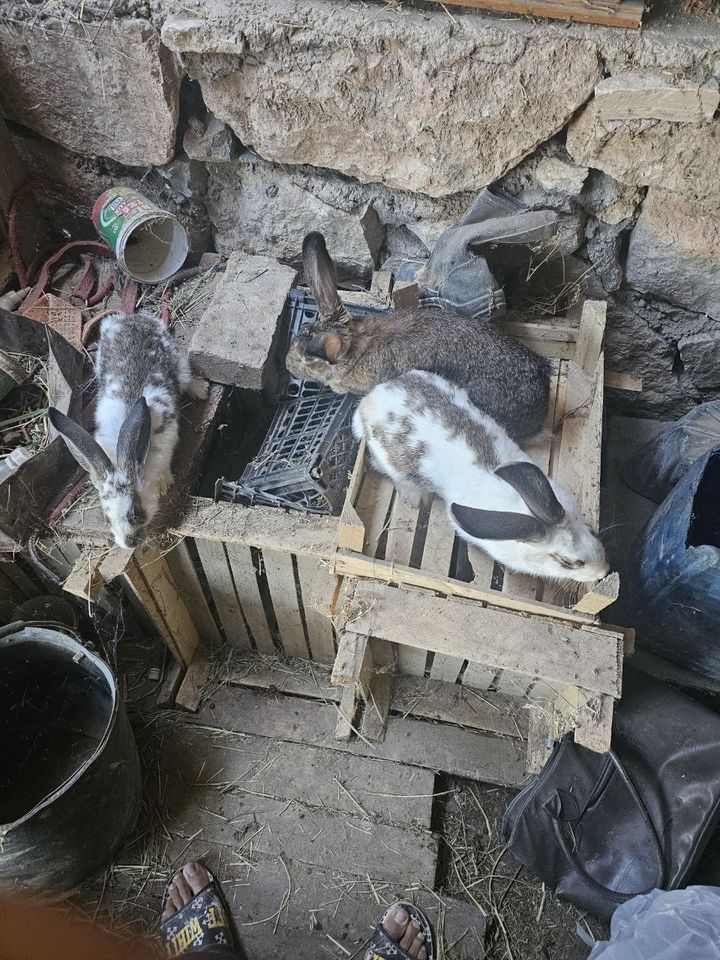 370 000 сум