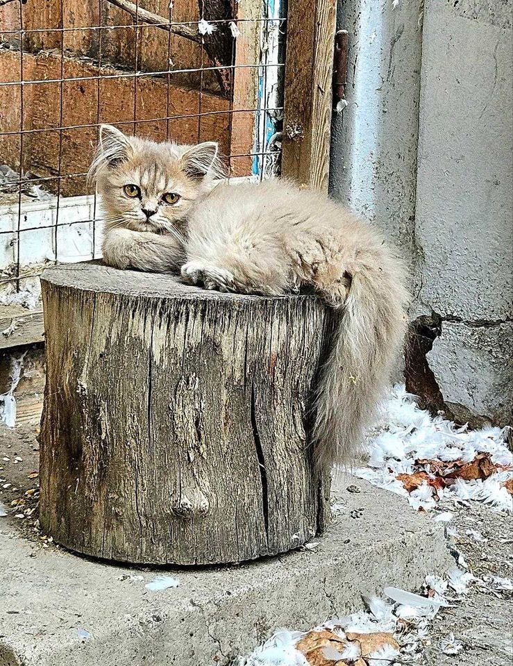 800 000 сум