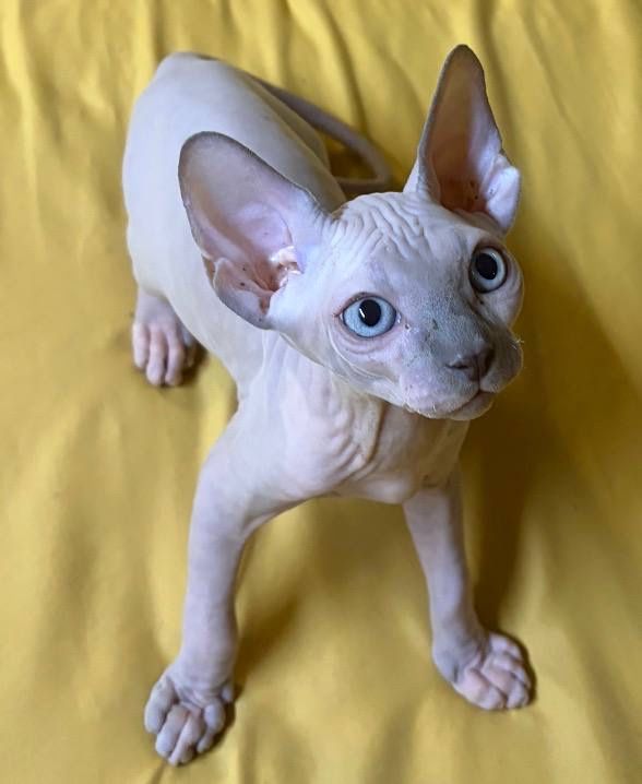 250 USD