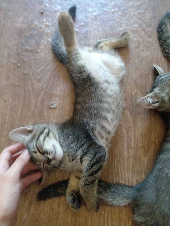 Free