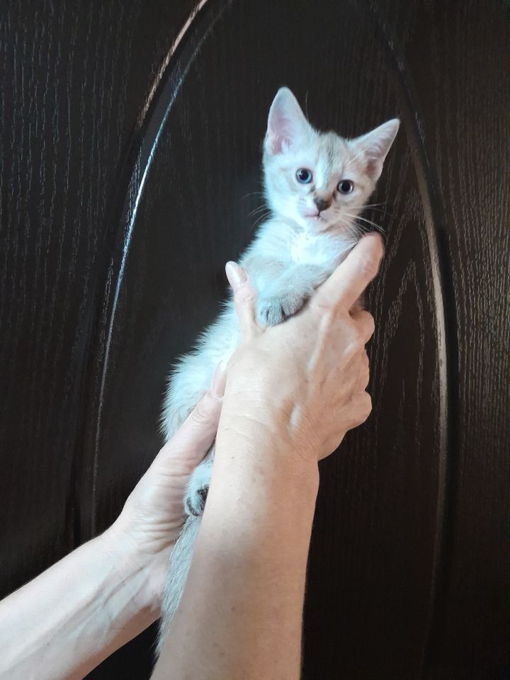250 000 сум