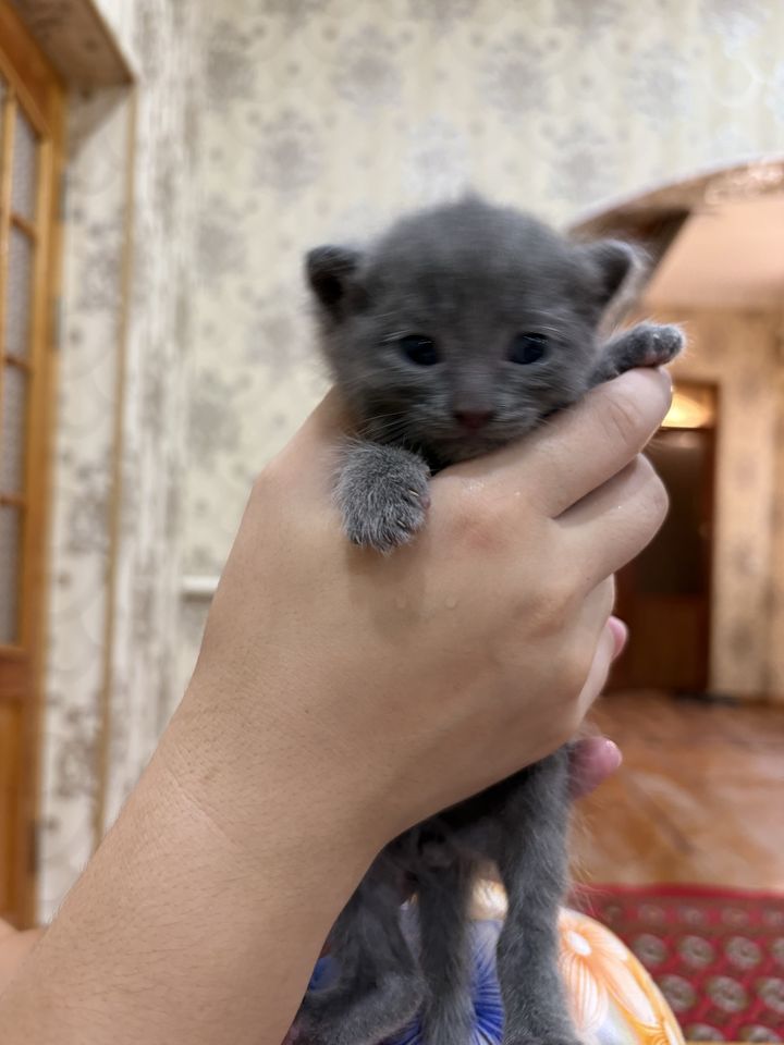 700 000 сум