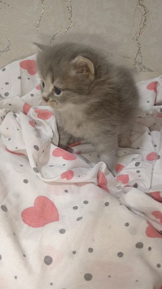800 000 сум