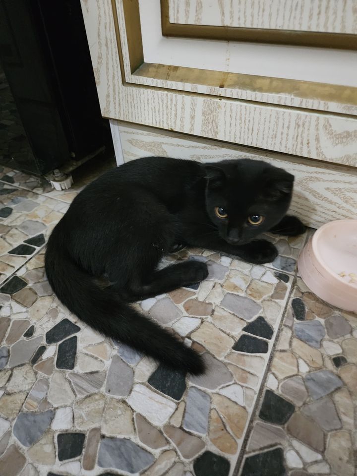 Бесплатно