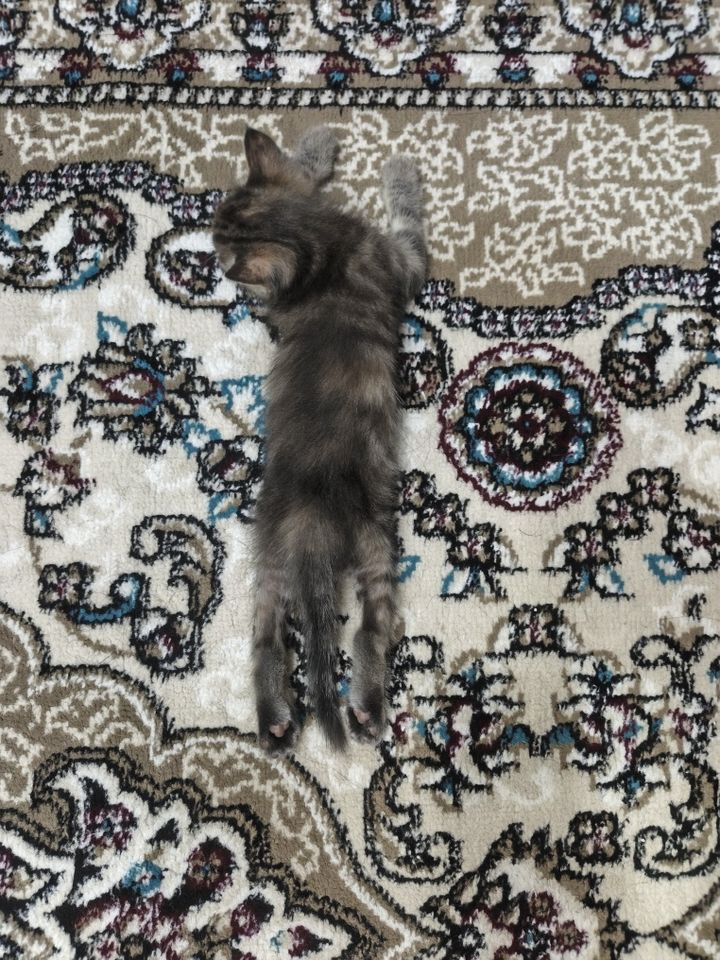Free