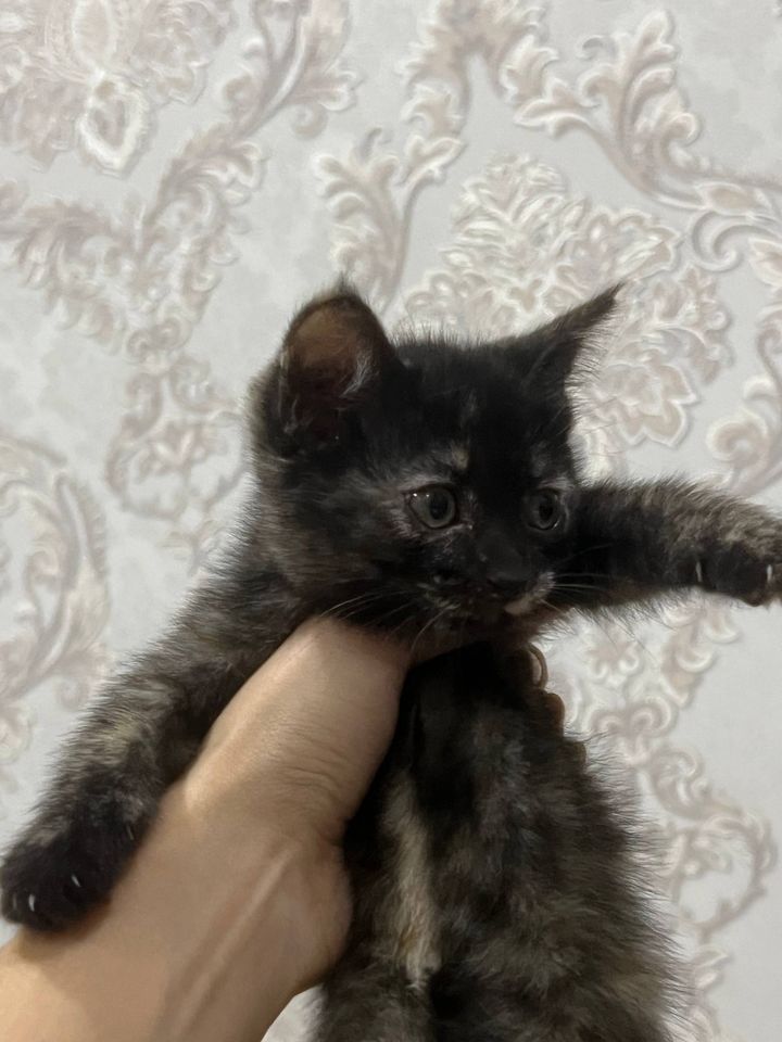 Бесплатно