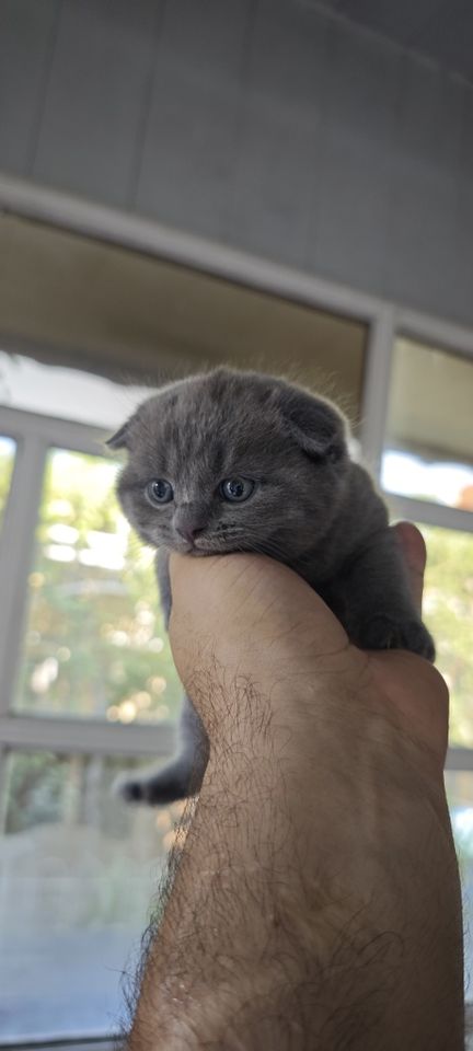 800 000 сум