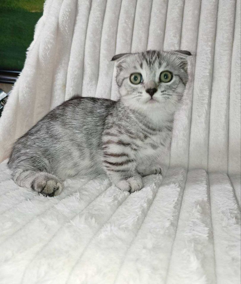 250 USD