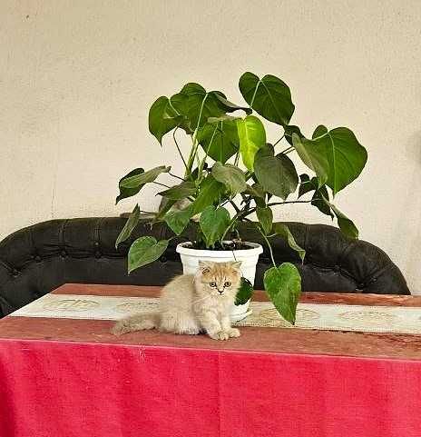 800 000 сум