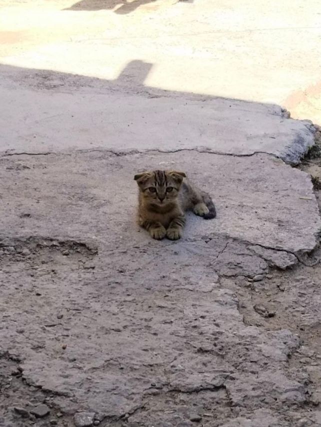 Бесплатно