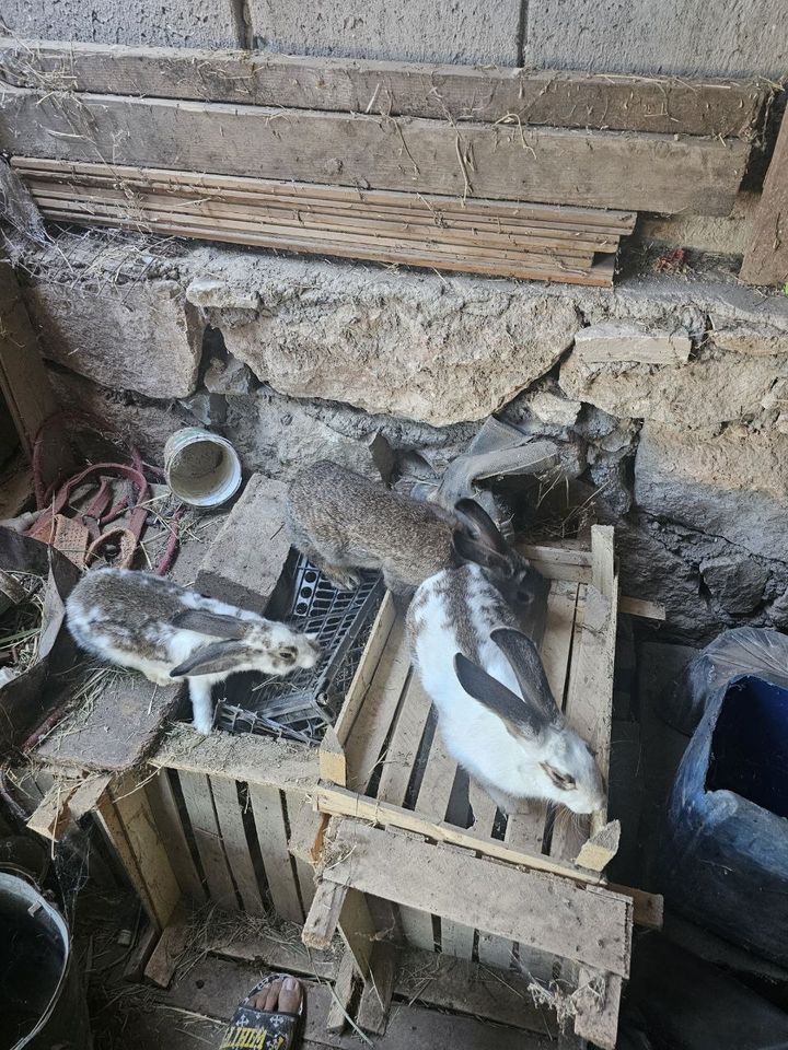370 000 сум