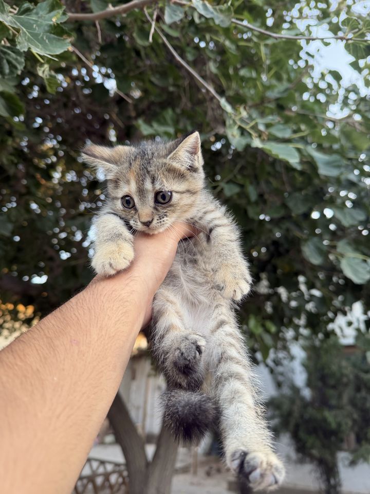550 000 сум