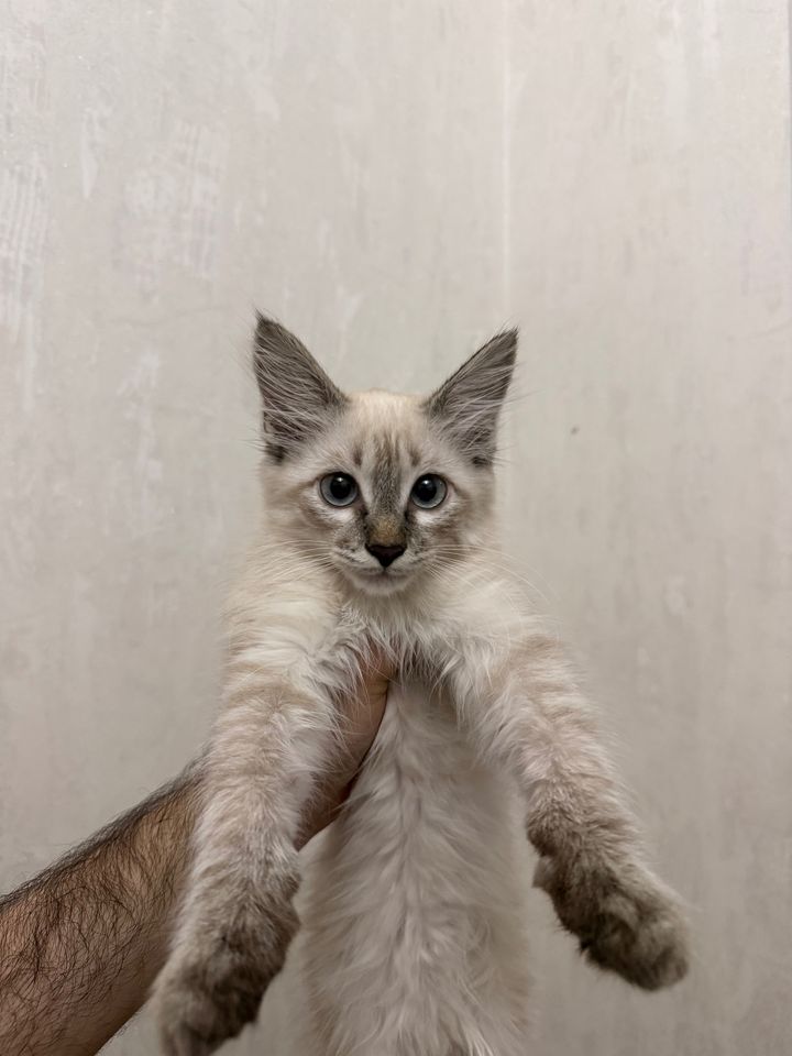 800 000 сум