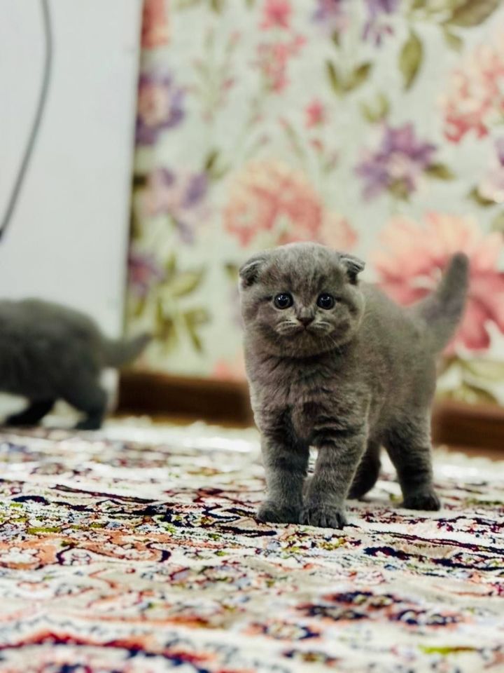 1 100 000 сум