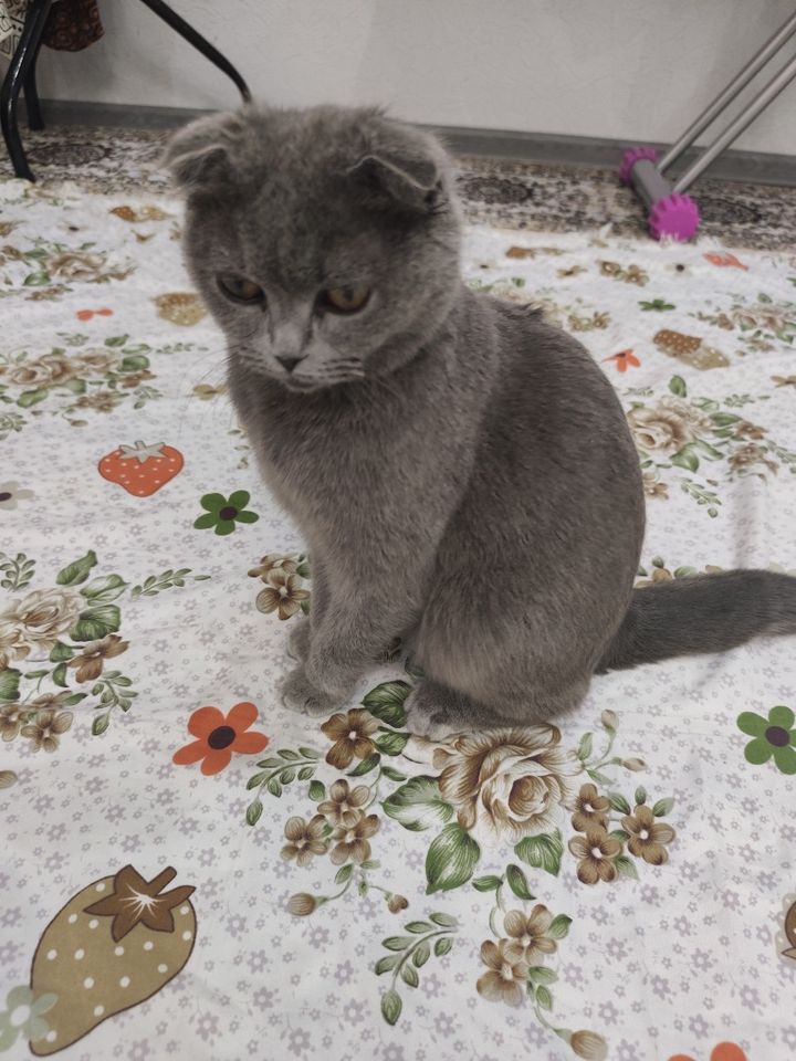 800 000 сум