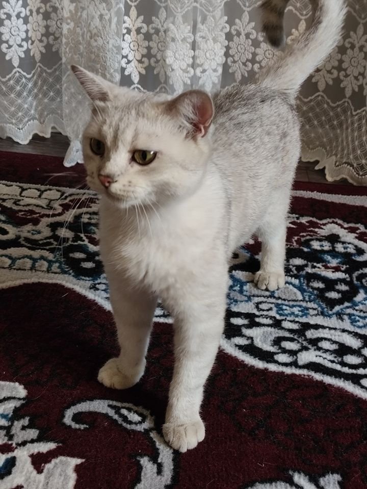 Бесплатно