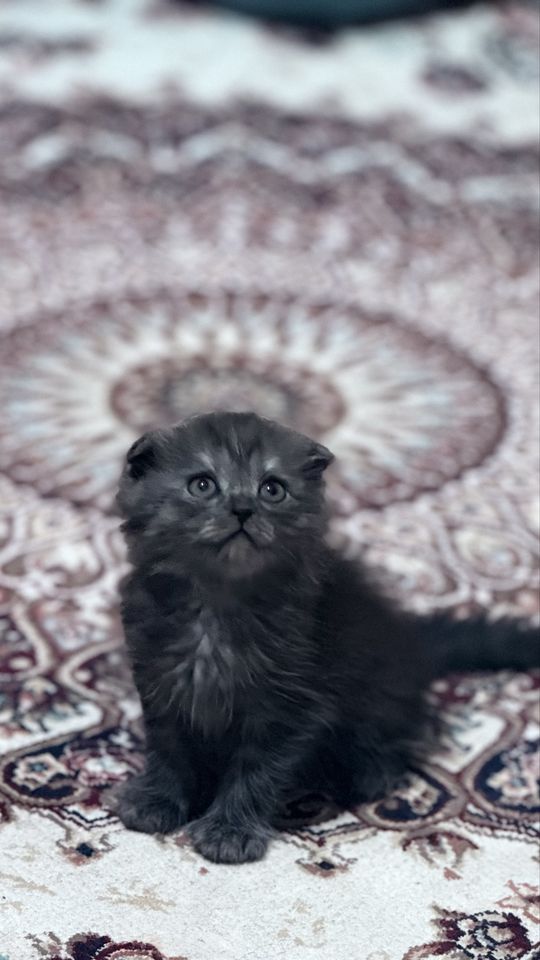 550 000 сум