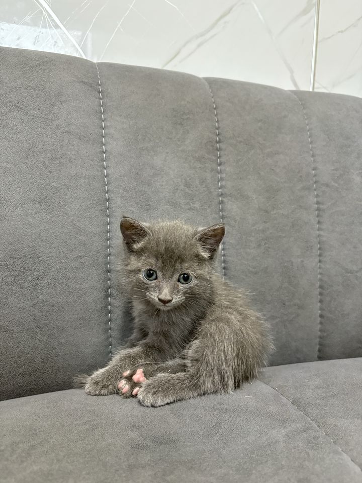 700 000 сум