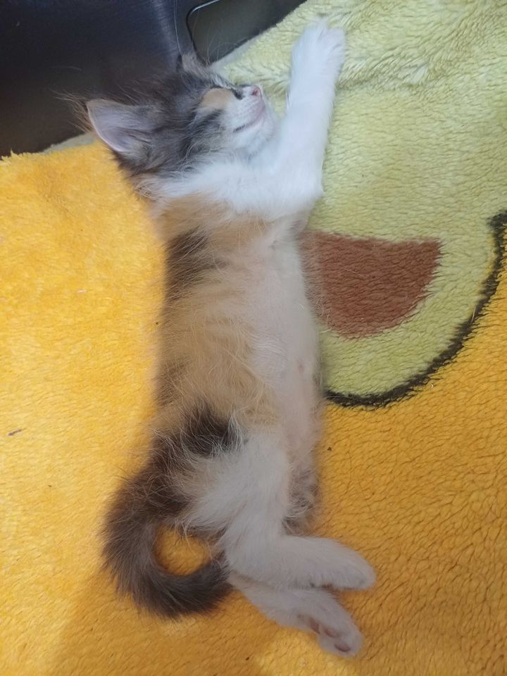 Bepul