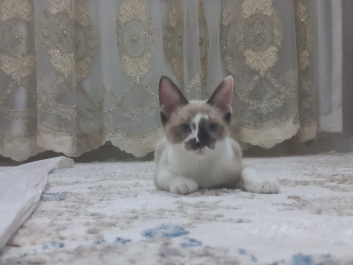 Бесплатно