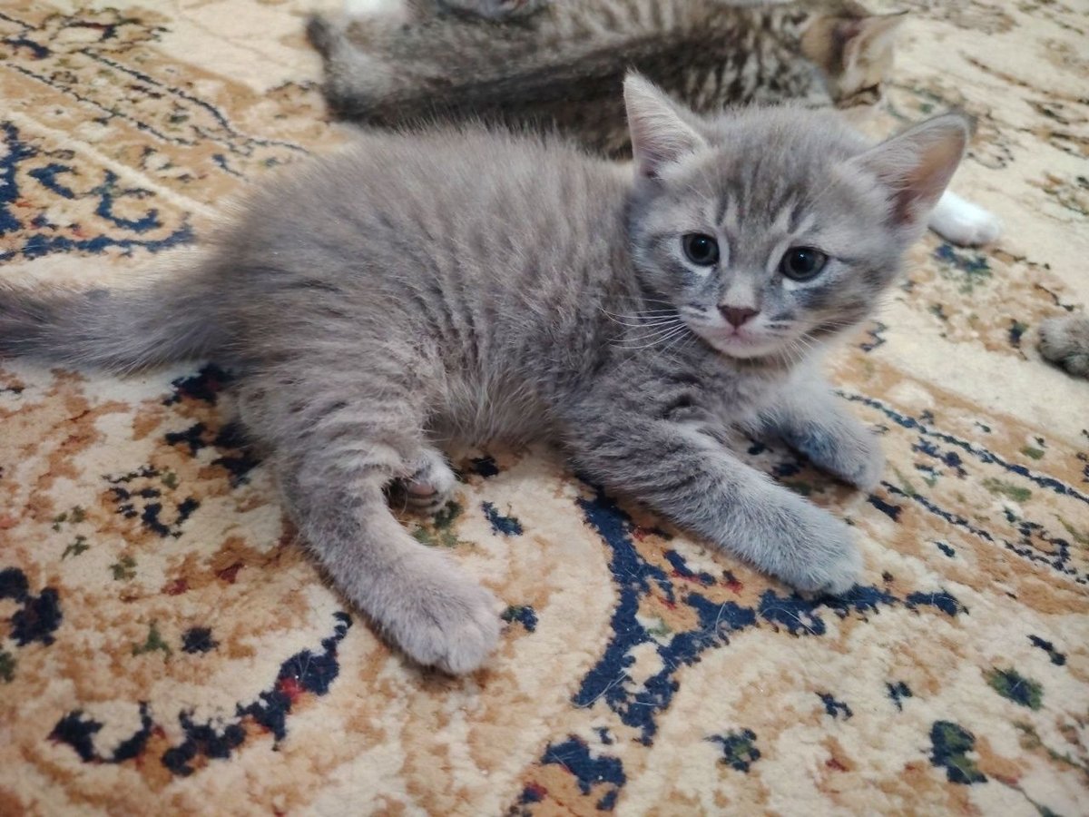 500 000 сум