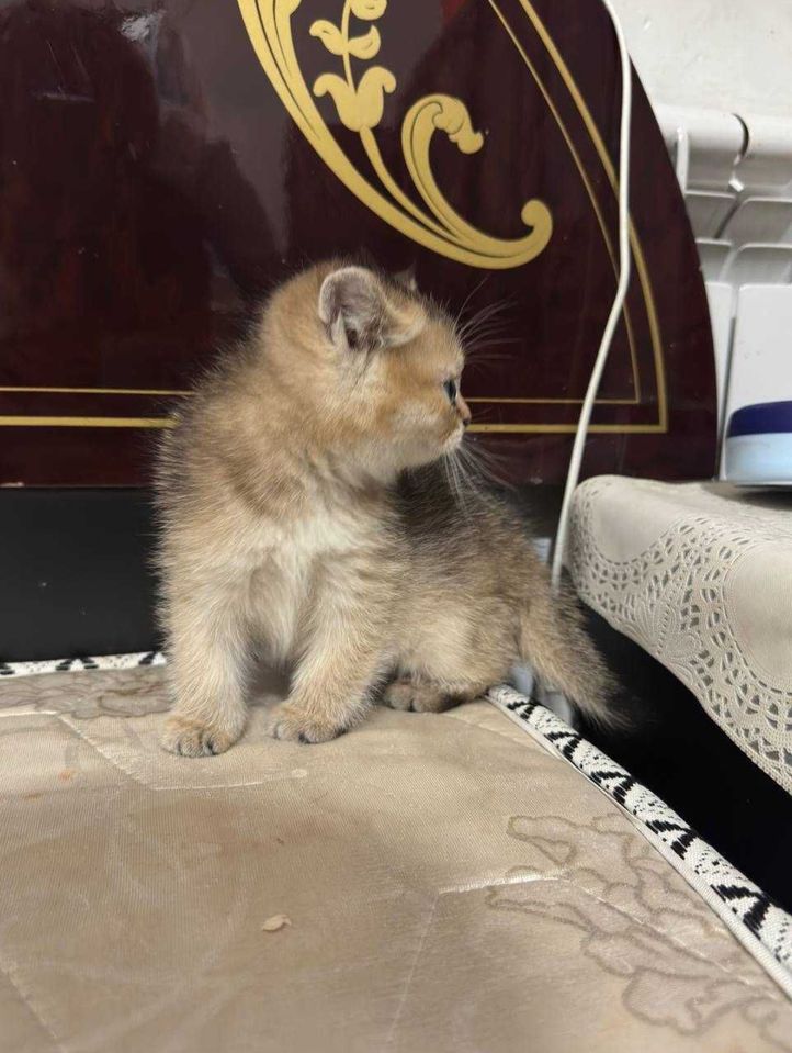 550 000 сум
