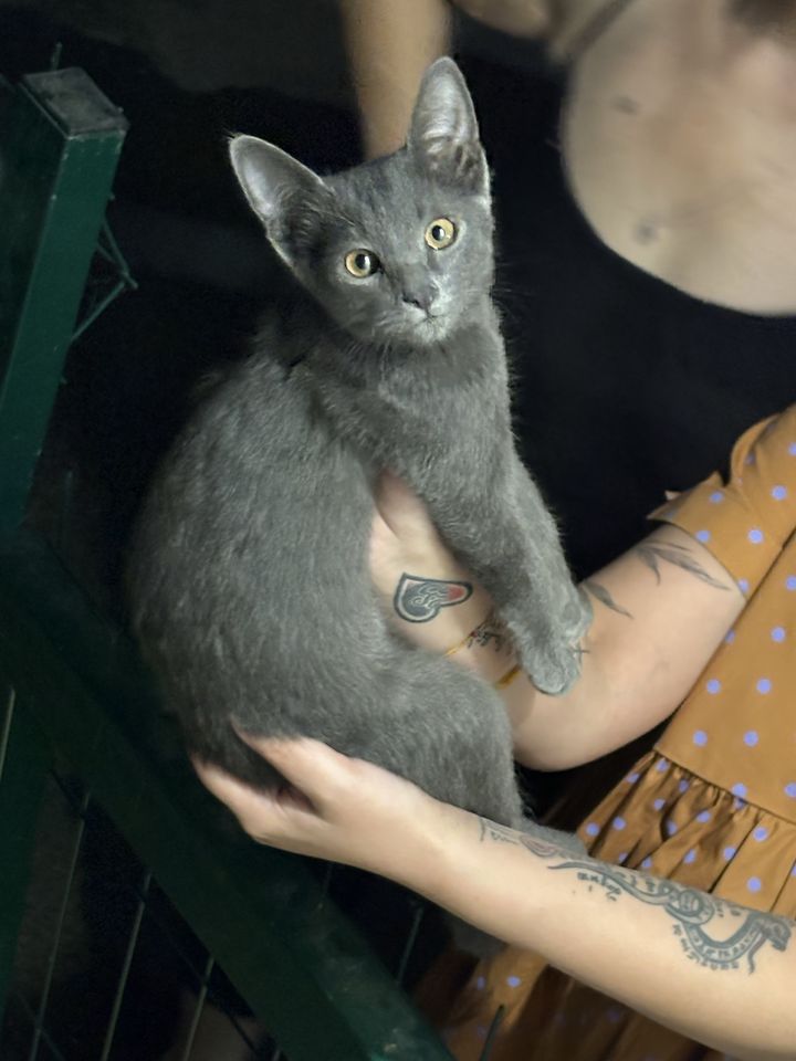 Бесплатно
