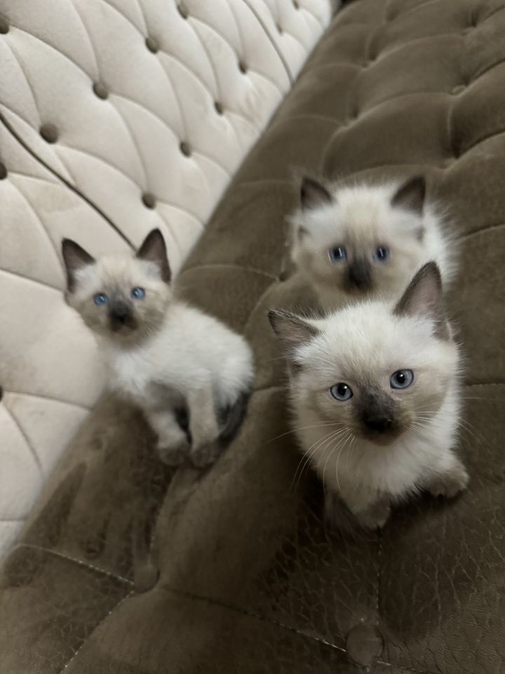 600 000 сум