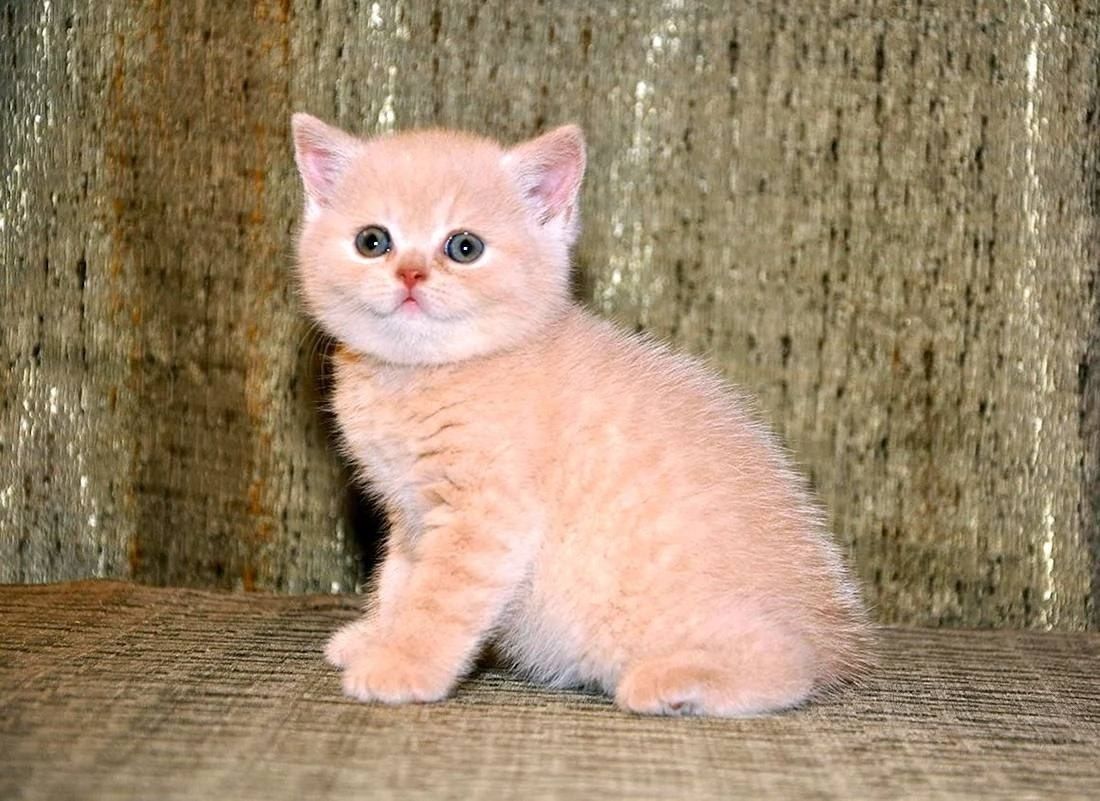 600 000 сум