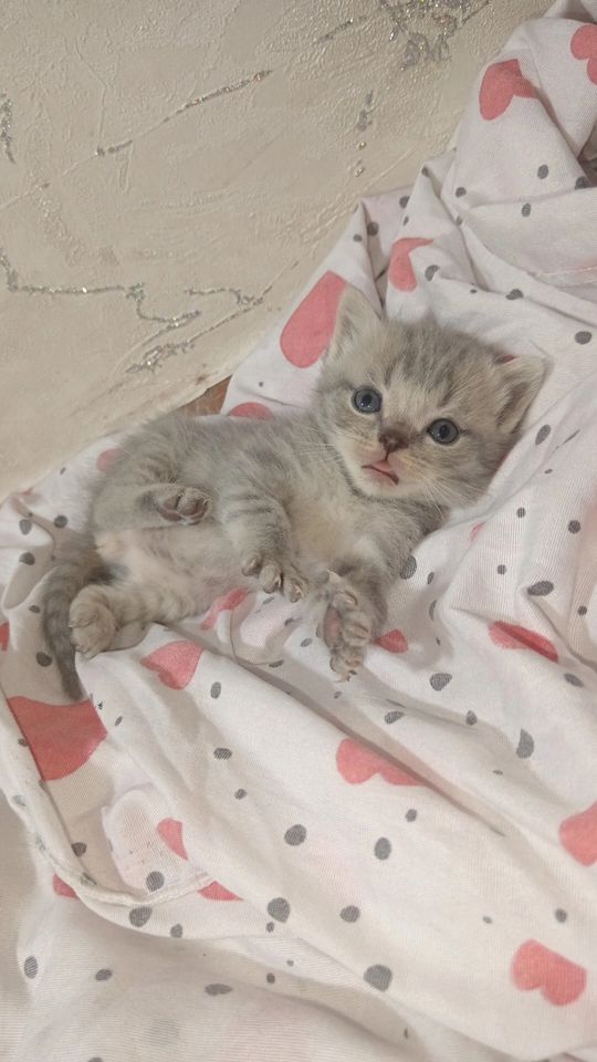800 000 сум