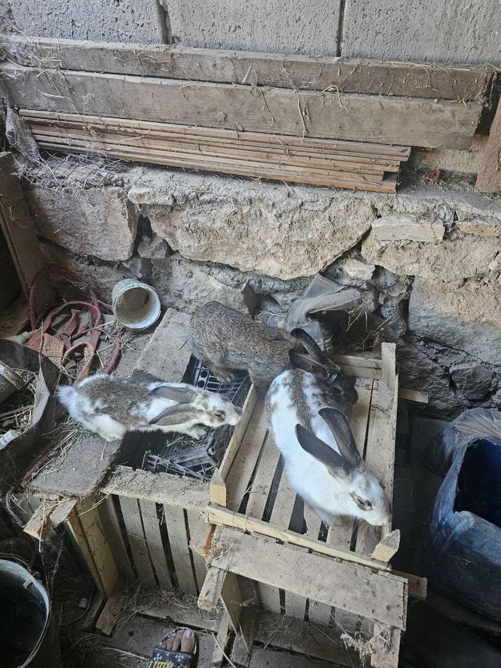 370 000 сум