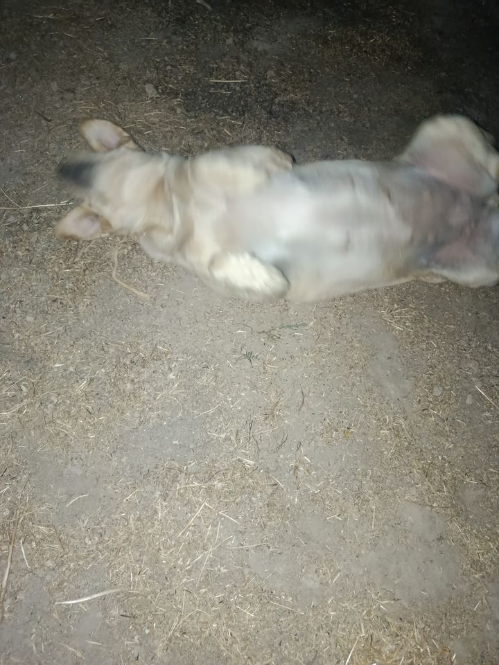 Free