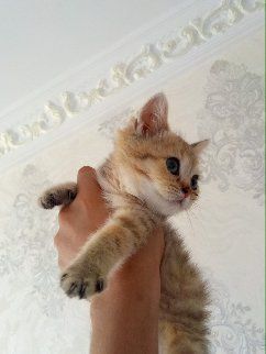 550 000 сум