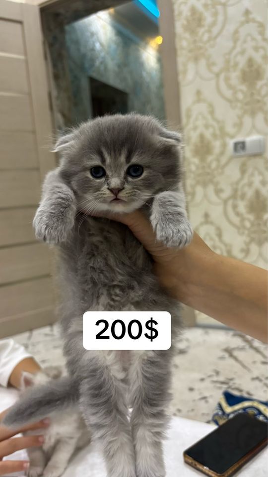 1 800 000 сум