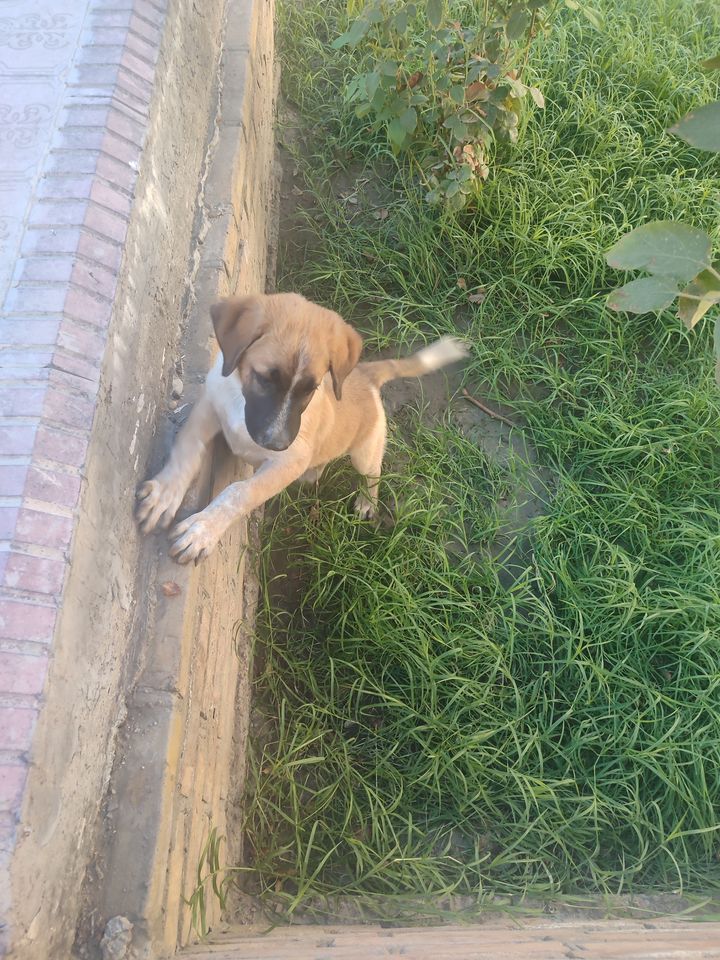 Free
