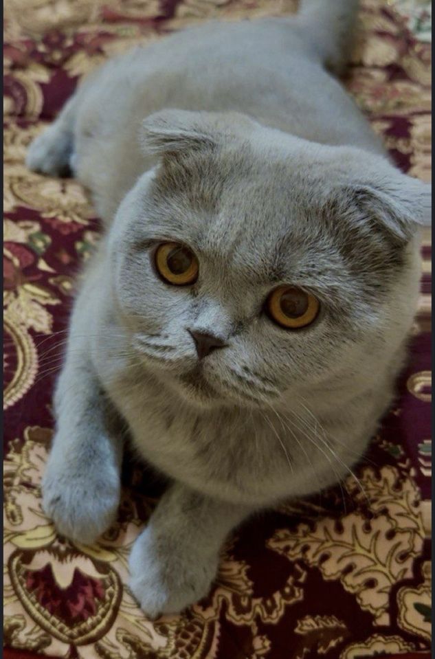 650 000 сум
