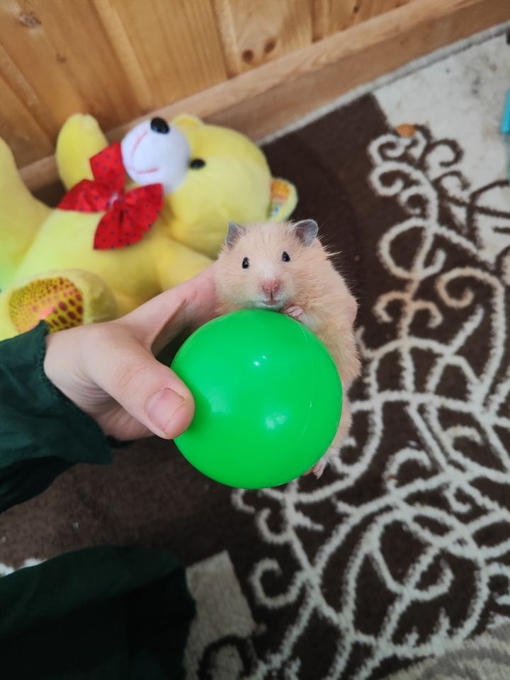 34 000 сум