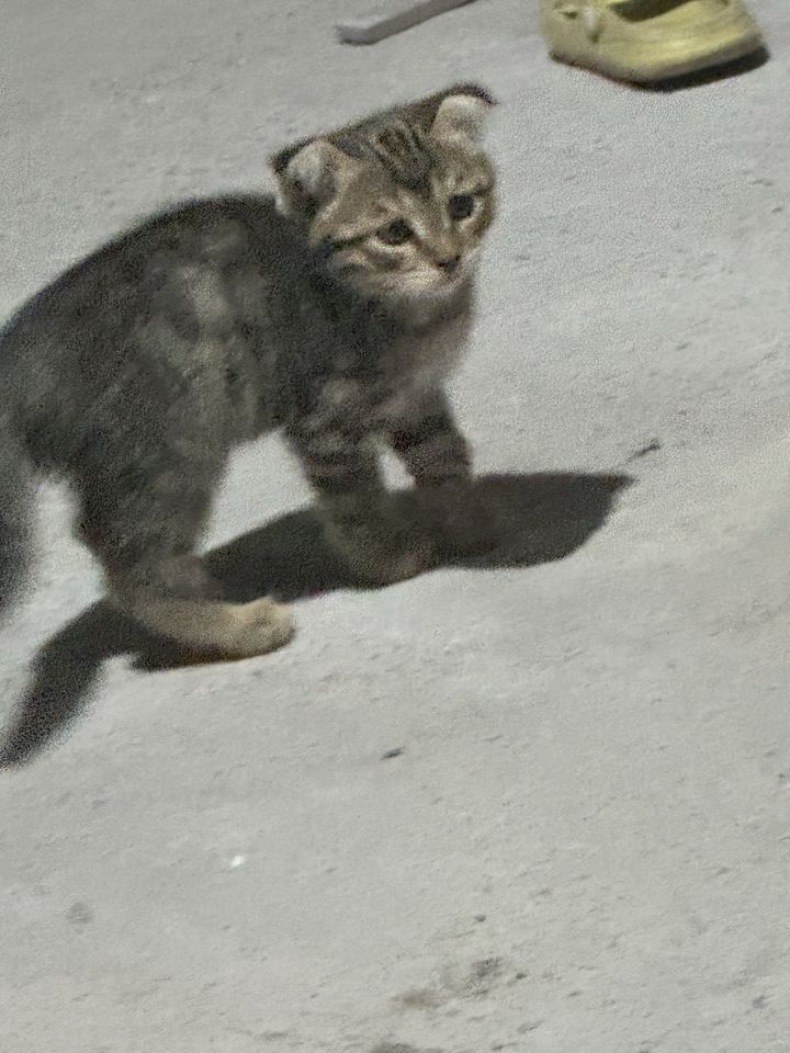 Бесплатно