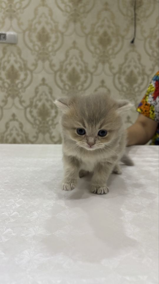 1 800 000 сум