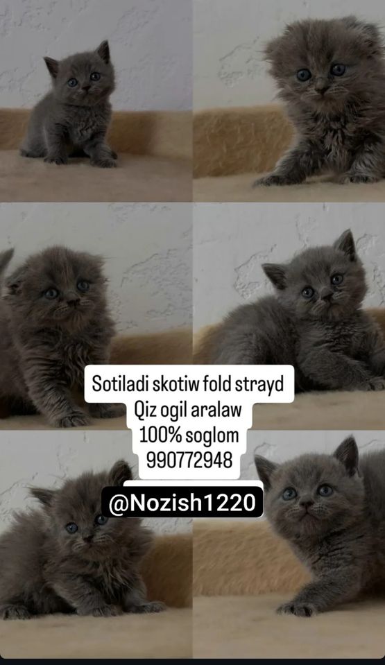 600 000 UZS