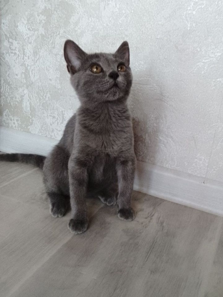600 000 UZS