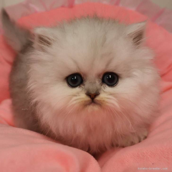 600 000 сум