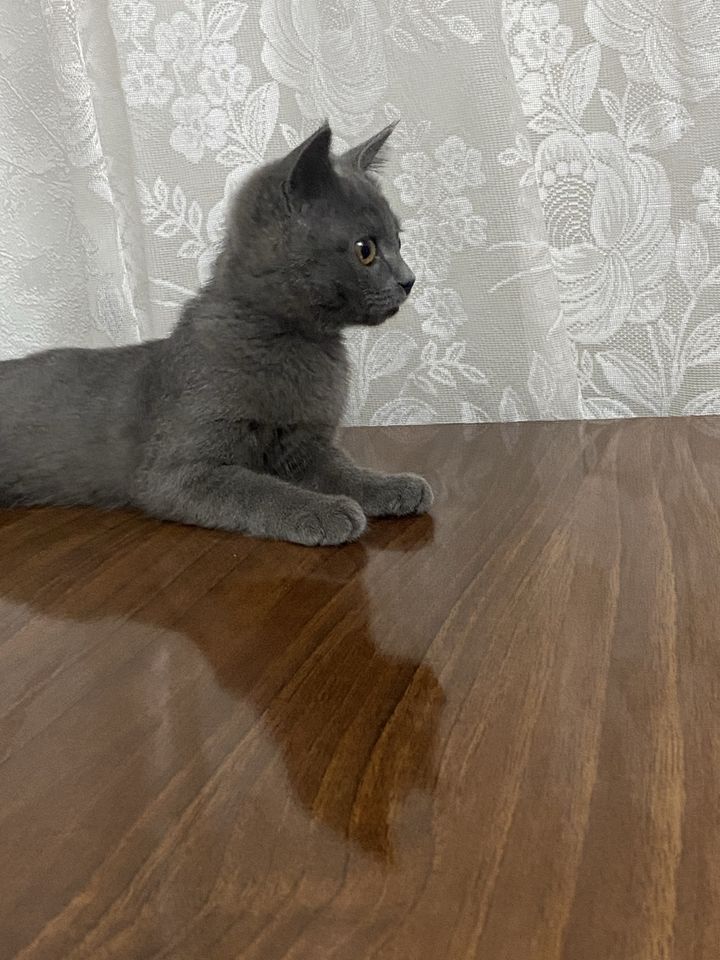 Бесплатно
