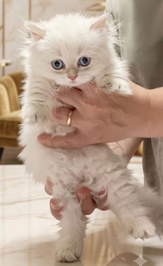 800 USD