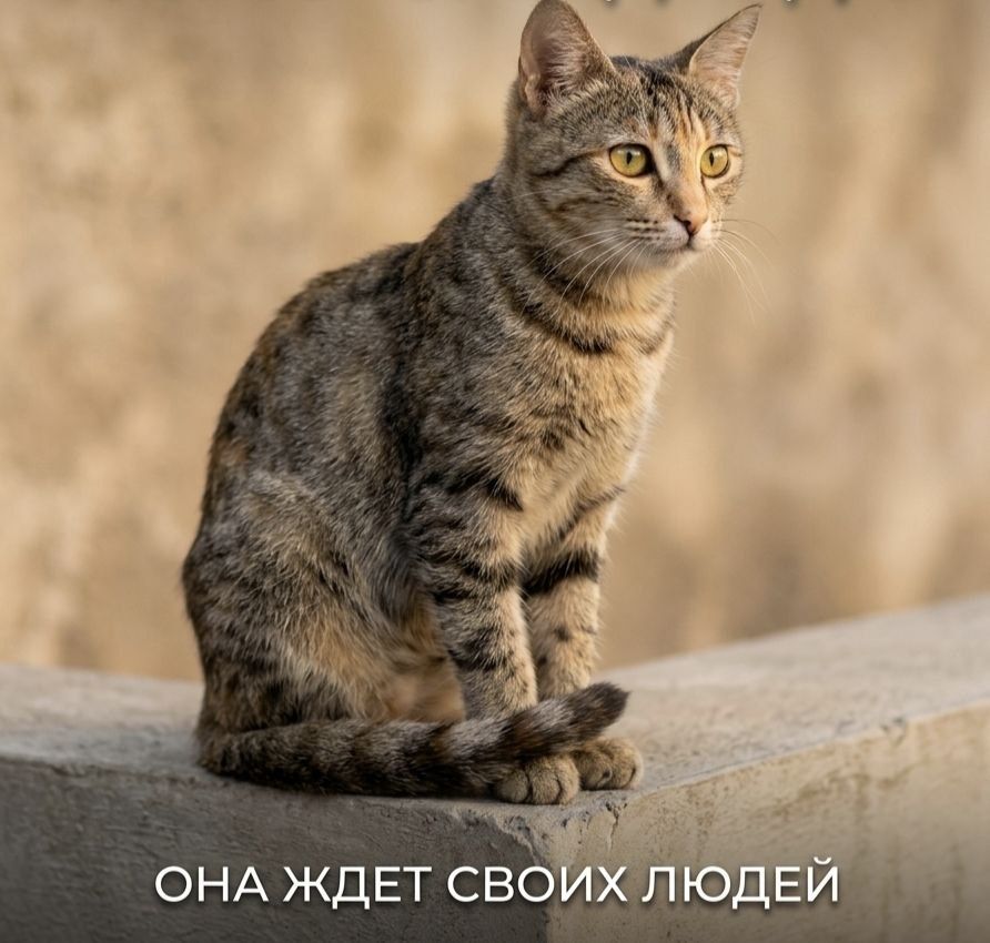 Бесплатно