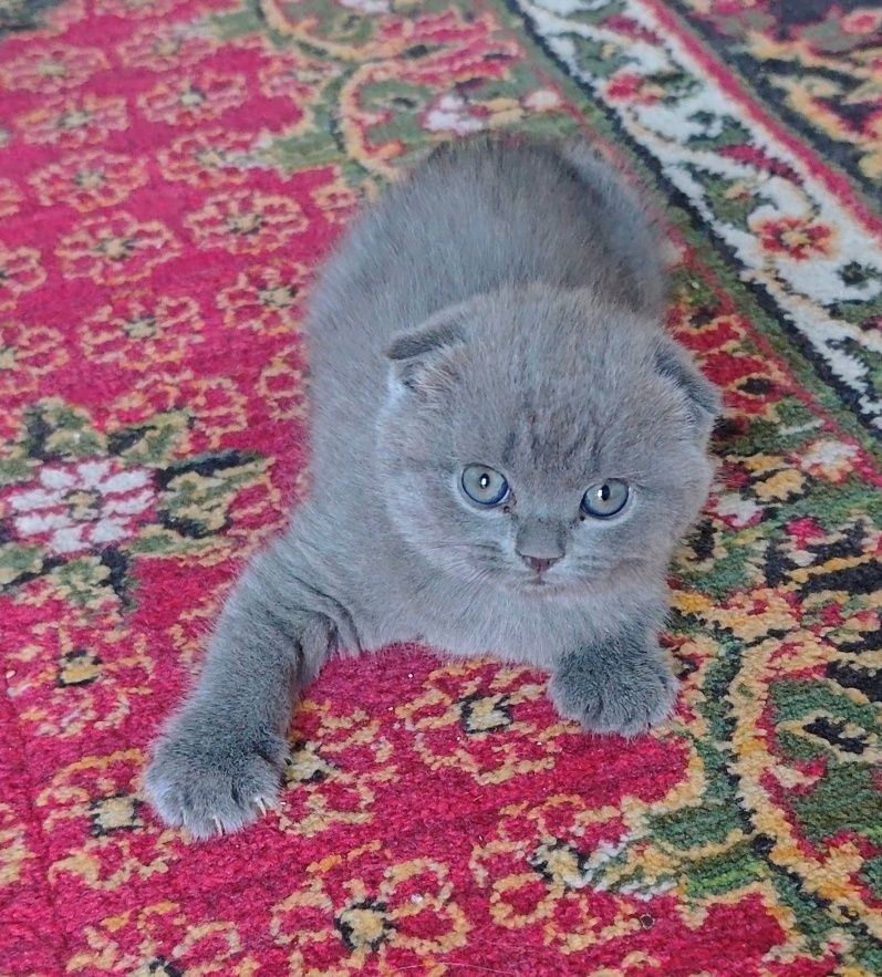 800 000 сум