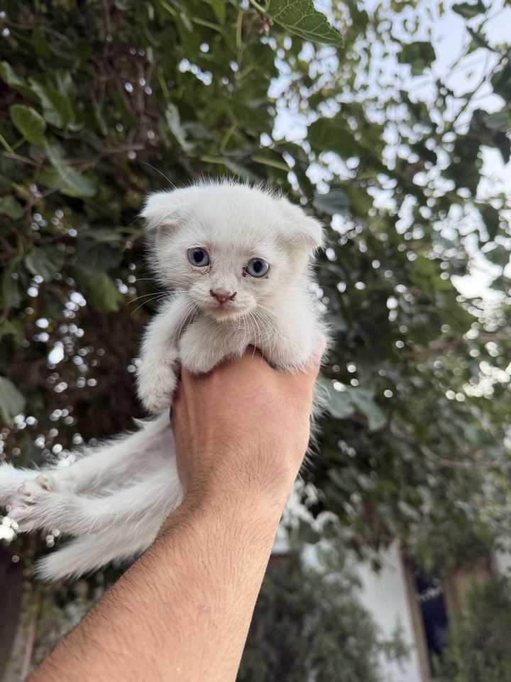 550 000 сум