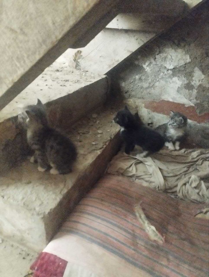 Бесплатно