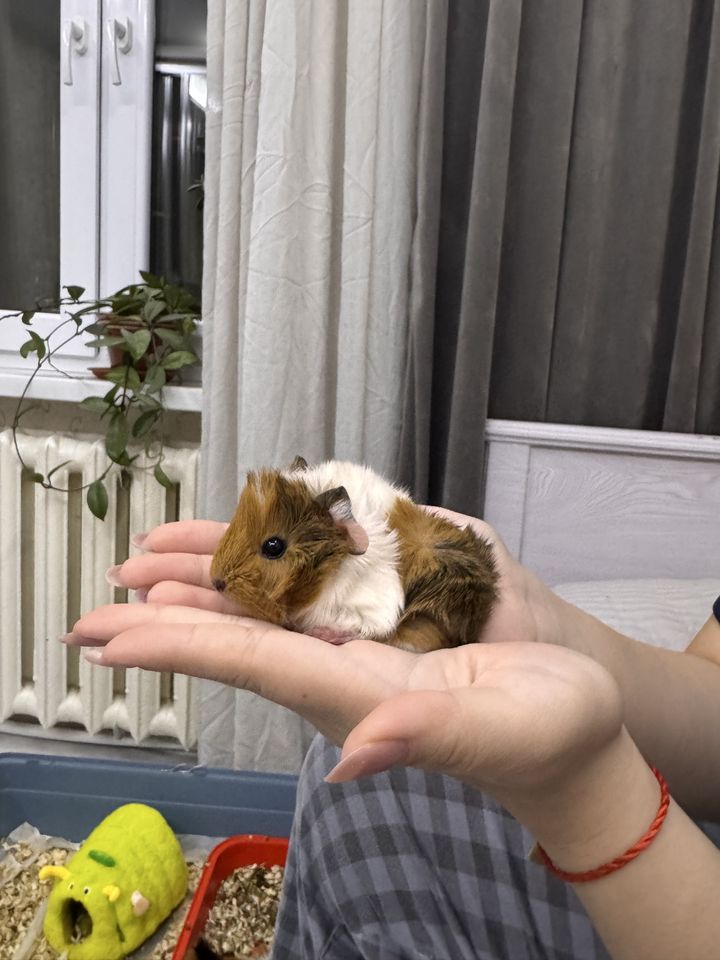 80 000 сум